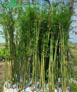 Cây Trúc Cần Câu trồng công trình, chiều cao khoảng 2m