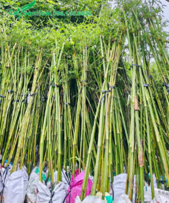 Thân cây xanh đẹp, bóng mịn, chồi nôn nhiều và đẹp