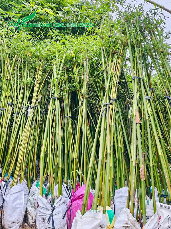 Thân cây xanh đẹp, bóng mịn, chồi nôn nhiều và đẹp