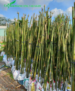 Cây mới xử lý, dâm ủ trong bầu đất