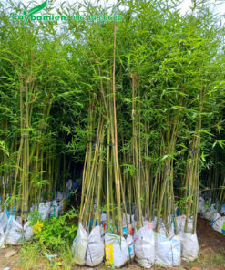 Cây đã dưỡng ủ lâu năm, tán lá xanh đẹp