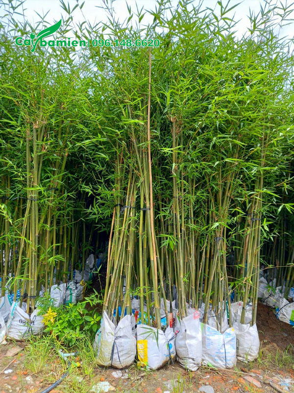 Cây đã dưỡng ủ lâu năm, tán lá xanh đẹp