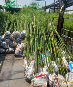 Hàng trúc thẳng đẹp, chiều cao khoảng 2.5 - 3m