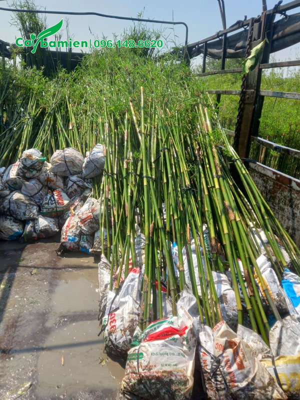 Hàng trúc thẳng đẹp, chiều cao khoảng 2.5 - 3m