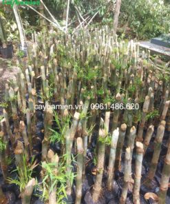 Cây trúc thái đam chồi nảy lộc