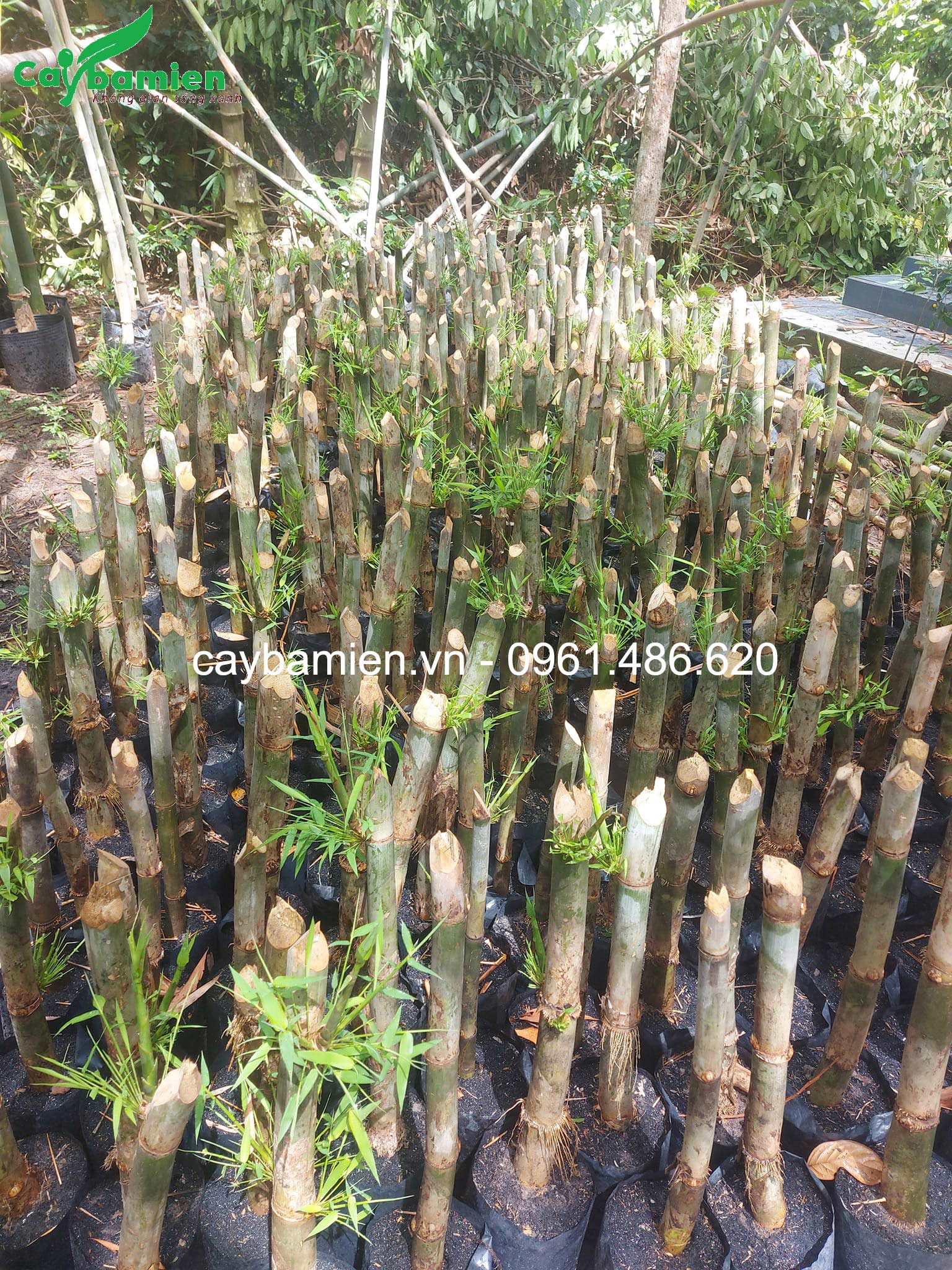 Cây trúc thái đam chồi nảy lộc