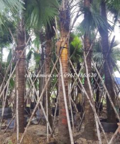 Vườn Cây Cọ Đỏ dâm ủ được chăm sóc tốt