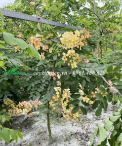 Cham Soc Cay Muong Cau Vong