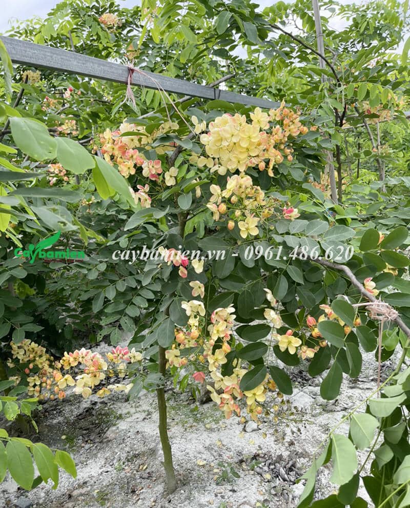 Cham Soc Cay Muong Cau Vong