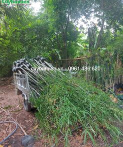 Giao trúc xiêm la cho khách tại Sài Gòn