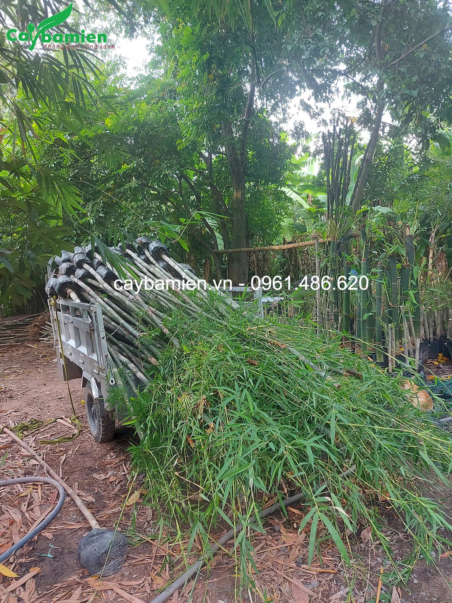 Giao trúc xiêm la cho khách tại Sài Gòn