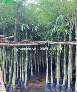 Trúc xiêm la lên bầu cẩn thận