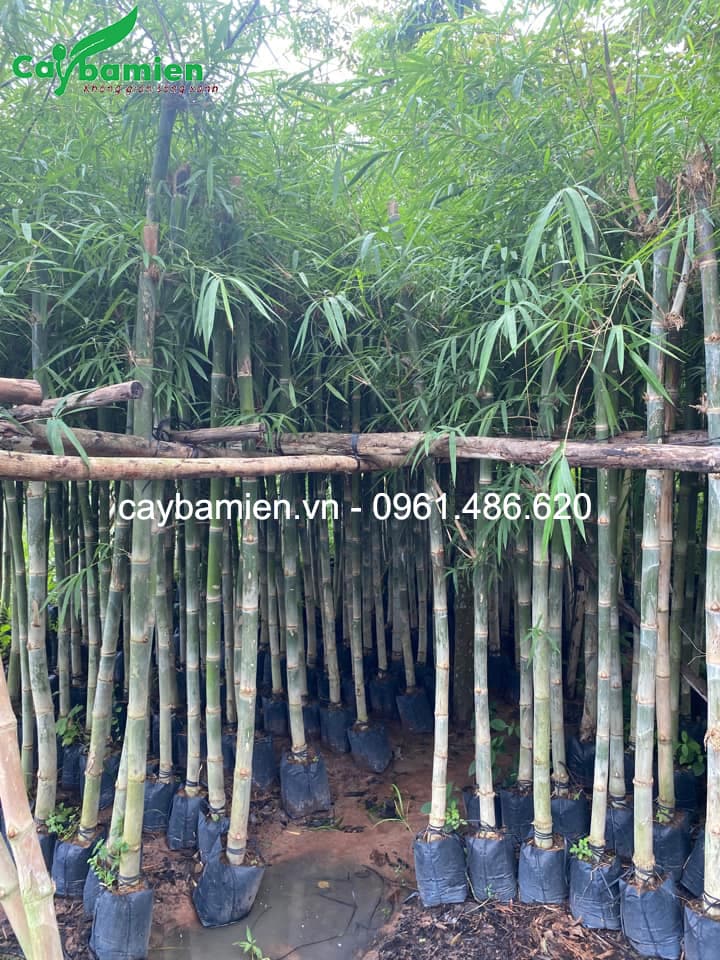 Trúc xiêm la lên bầu cẩn thận