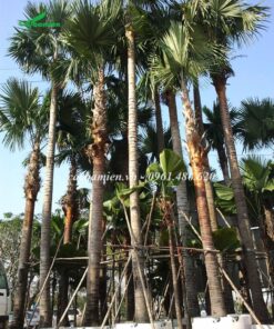 Vườn dâm ủ cây cọ đỏ, cây cau và cây cọ mỹ