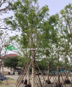 Vườn cây Muồng Cầu Vồng lâu năm được dâm ủ chuẩn