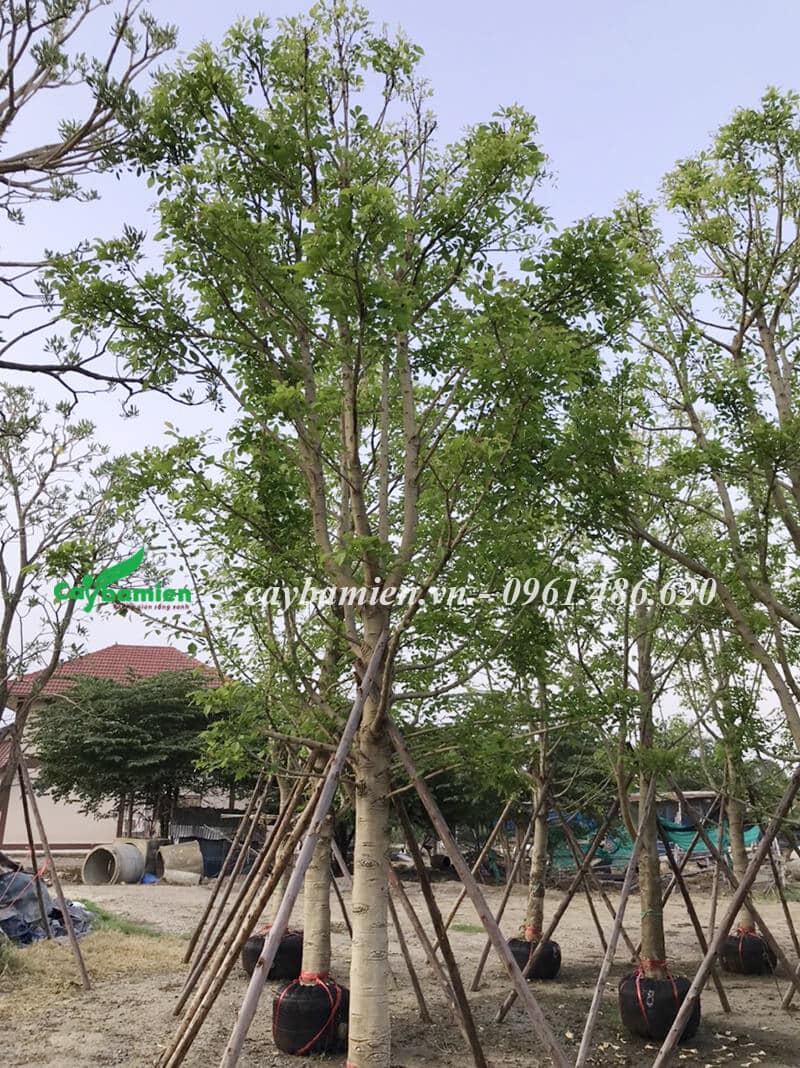 Vườn cây Muồng Cầu Vồng lâu năm được dâm ủ chuẩn