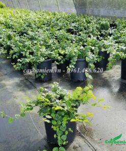 Cây leo Thằn Lằn trồng trong chậu