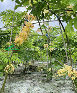 Chùn hoa dài buông rủ tạo cảnh sắc siêu đẹp