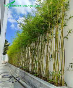 Hàng trúc cần câu thân vàng đẹp