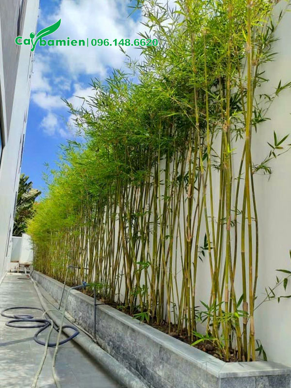 Hàng trúc cần câu thân vàng đẹp