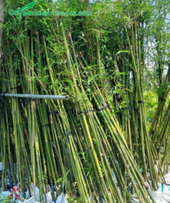 Hàng chục bụi trúc cần câu cao 3m