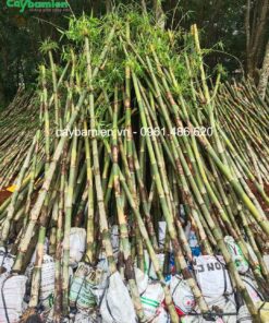 Tre tầm vông trồng hàng rào cực đẹp