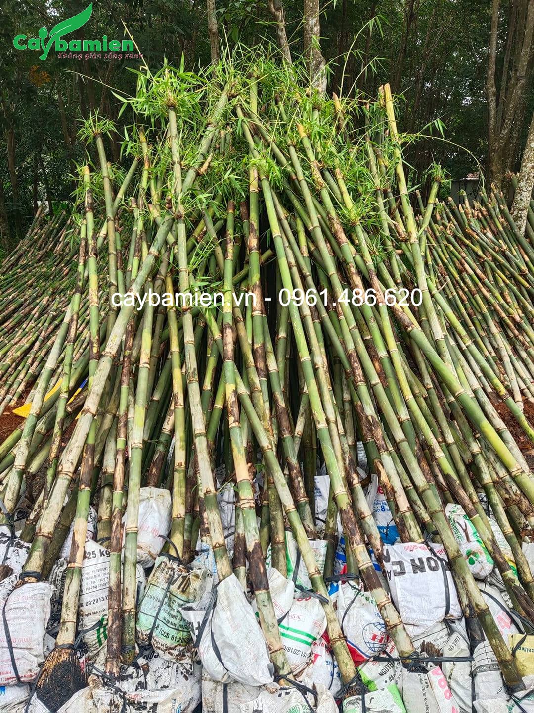 Tre tầm vông trồng hàng rào cực đẹp