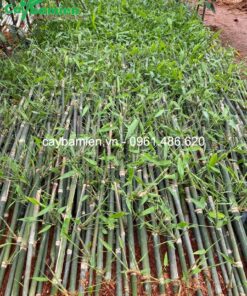 Cây tre mạnh tông ảnh đại diện