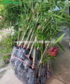 Tre mạnh tông giao cho khách