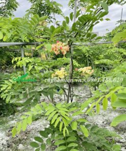 Cây giống Muồng Cầu Vồng cao hơn 2m