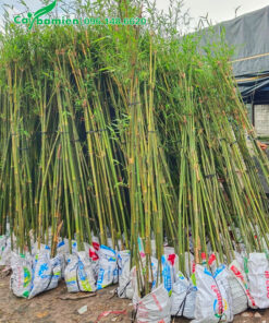 Tập kết cây tại nơi trồng, chiều cao khoảng 2,5 - 3m