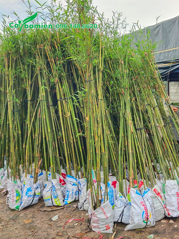 Tập kết cây tại nơi trồng, chiều cao khoảng 2,5 - 3m