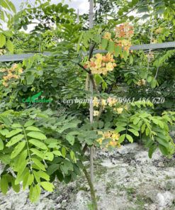 Lá non bị sâu ăn tạo thành những lô thủng trên bề mặt