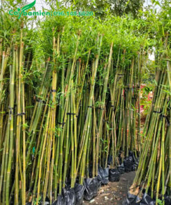 Thân cây trúc cần câu dâm ủ được bó gọn gàng