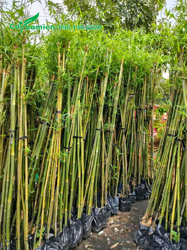 Thân cây trúc cần câu dâm ủ được bó gọn gàng