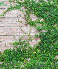 Dây Thằn Lằn bám lên tường vô cùng chắc chắn