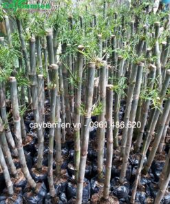 Cây tre tầm vông cao 1m5