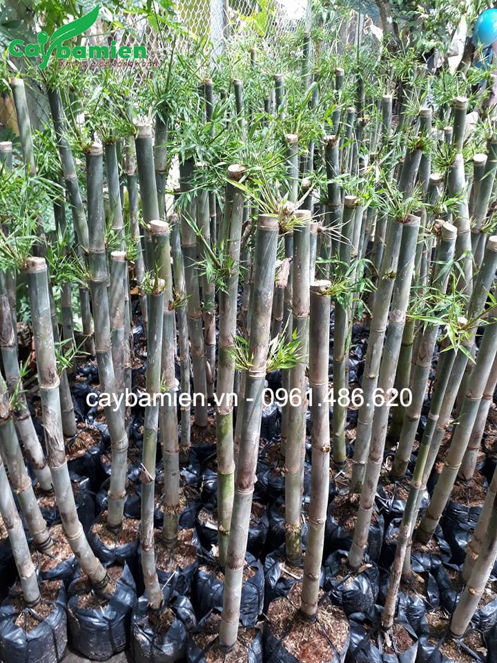 Cây tre tầm vông cao 1m5