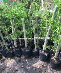 Cây trúc thái loại nhỏ