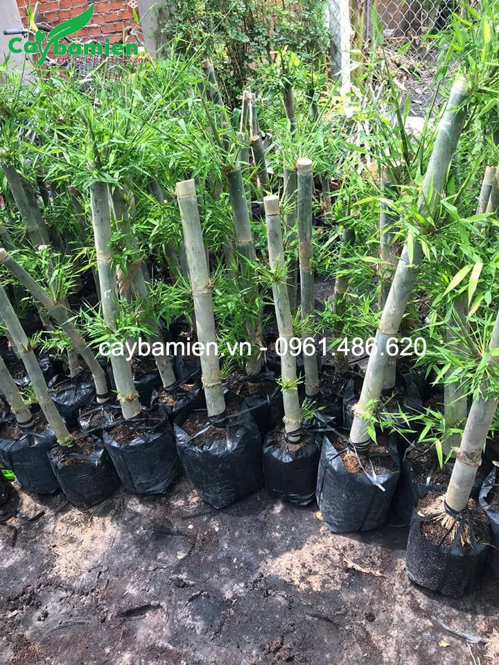 Cây trúc thái loại nhỏ