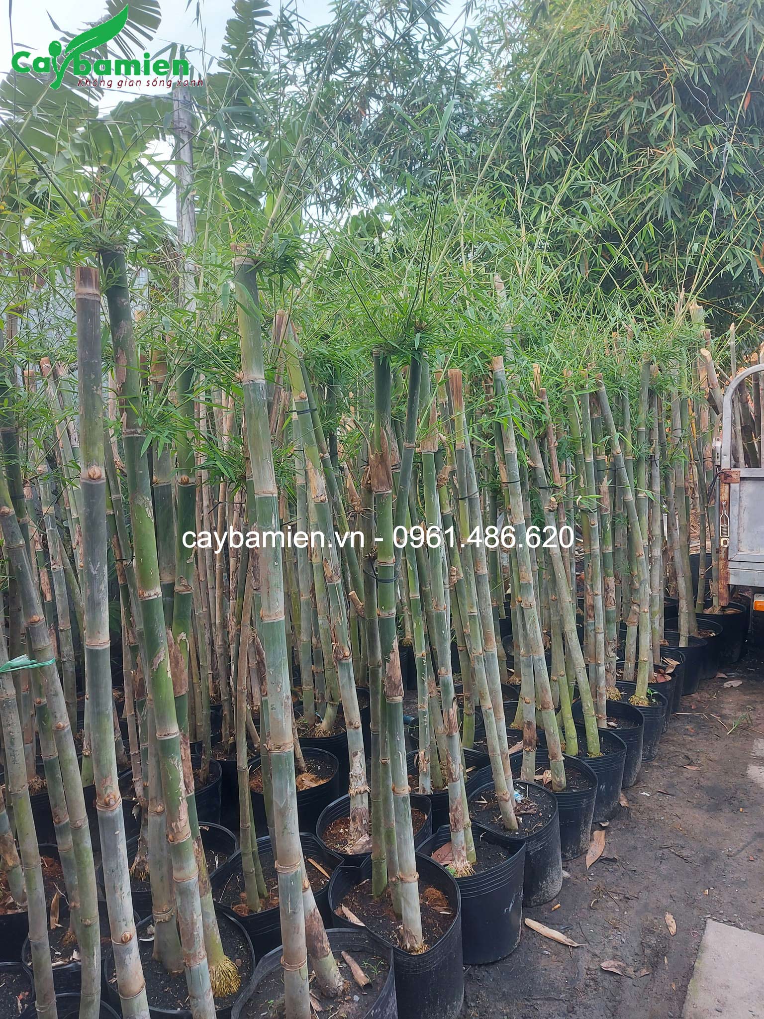 Trúc xiêm la dâm ủ