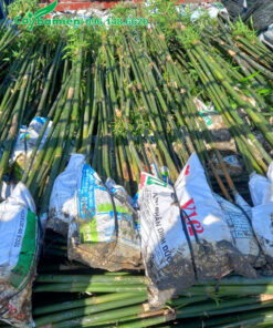 Mỗi bụi trúc có từ 5 - 7 thân