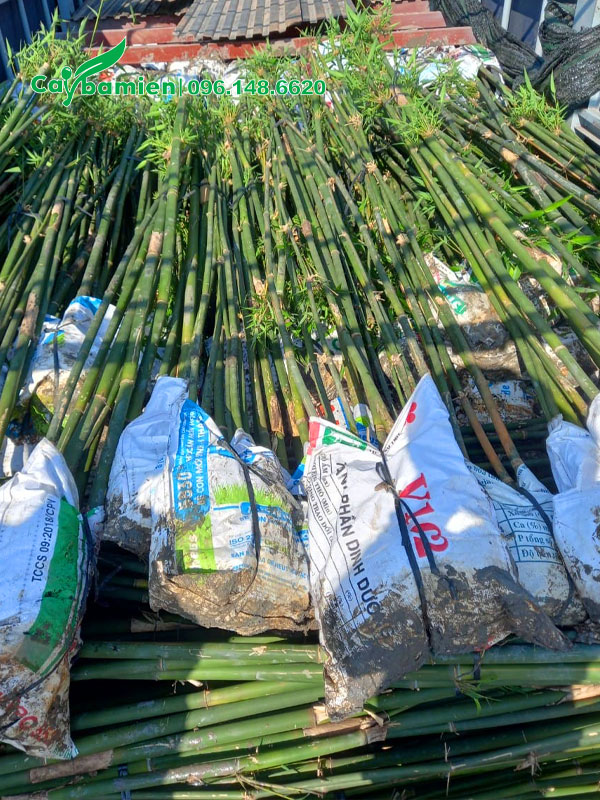 Mỗi bụi trúc có từ 5 - 7 thân