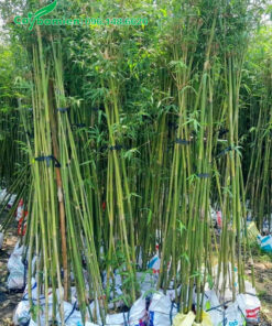 Cây trúc cần câu xanh cao hơn 2m