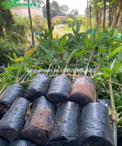 Mạnh tông đóng bầu to