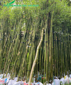 Xếp những cây đã dâm ủ thành hàng có cọc đỡ chắc chắn