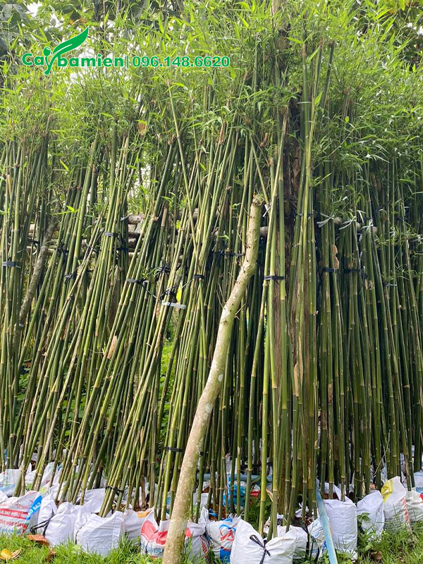 Xếp những cây đã dâm ủ thành hàng có cọc đỡ chắc chắn