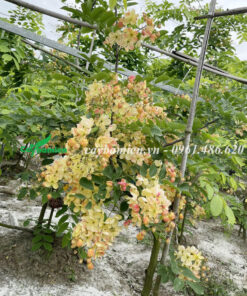 Cây có hoa đẹp, tượng trưng cho may mắn, tài lộc