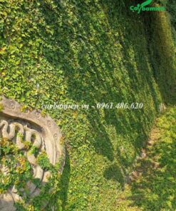 Tường rào phủ kím màu xanh tươi của cây Thằn Lằn Vẩy Ốc