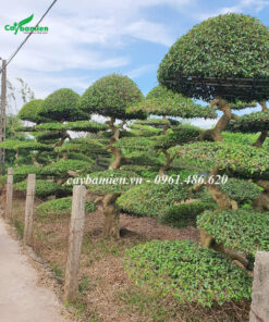 Vườn cây Sanh Nam Điền hơn 100 cây, dáng đẹp, tán tròn gọn